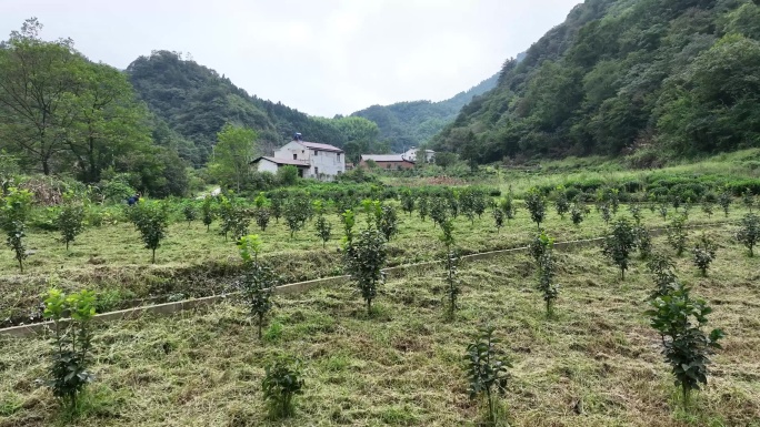 矮柿子树基地航拍