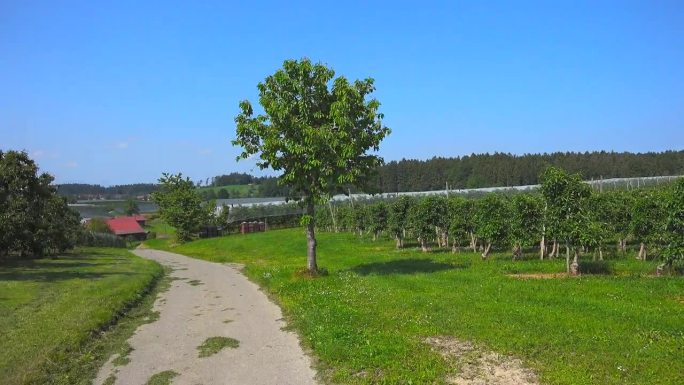 德国巴伐利亚州博登塞地区，农民们在阳光明媚的夏日里种植葡萄。《德国生物学》。巴伐利亚的葡萄种植和酿酒