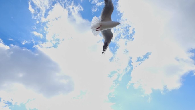 蓝天白云下海鸥飞翔