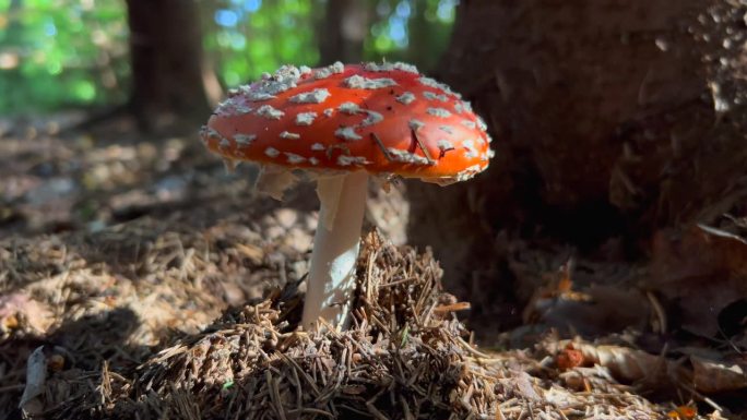 飞木耳或飞伞菇。Muscimol蘑菇。生长在森林中的野生蘑菇。