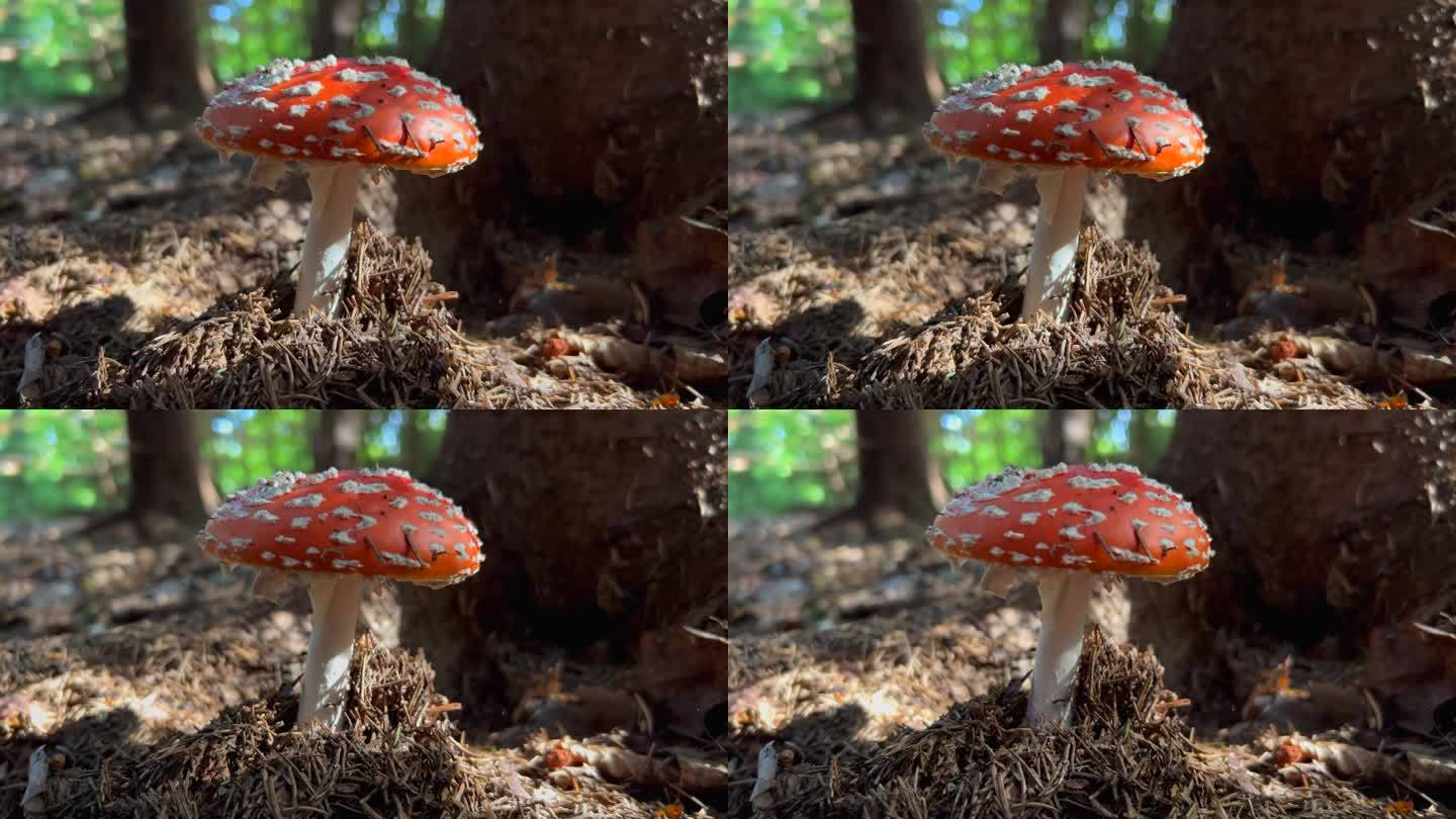飞木耳或飞伞菇。Muscimol蘑菇。生长在森林中的野生蘑菇。