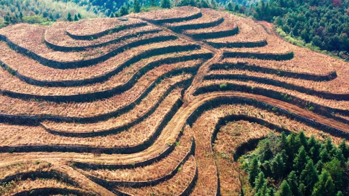 高山玉米地，高山上的玉米地