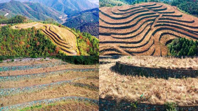 高山玉米地，高山上的玉米地