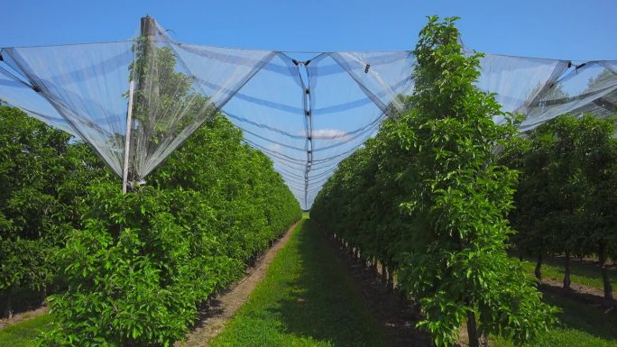 德国巴伐利亚州博登塞地区，农民们在阳光明媚的夏日里种植葡萄。《德国生物学》。巴伐利亚的葡萄种植和酿酒