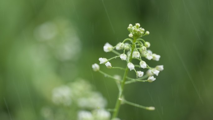 农村下雨倾盆瓢泼大雨荠菜花朵