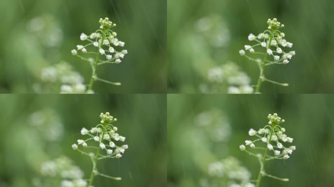 农村下雨倾盆瓢泼大雨荠菜花朵