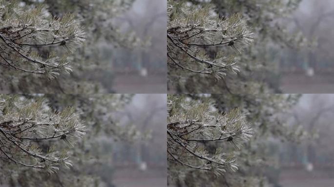 雪中的松树雪中的针叶松雪
