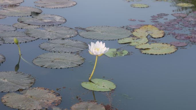 公园湖里的花