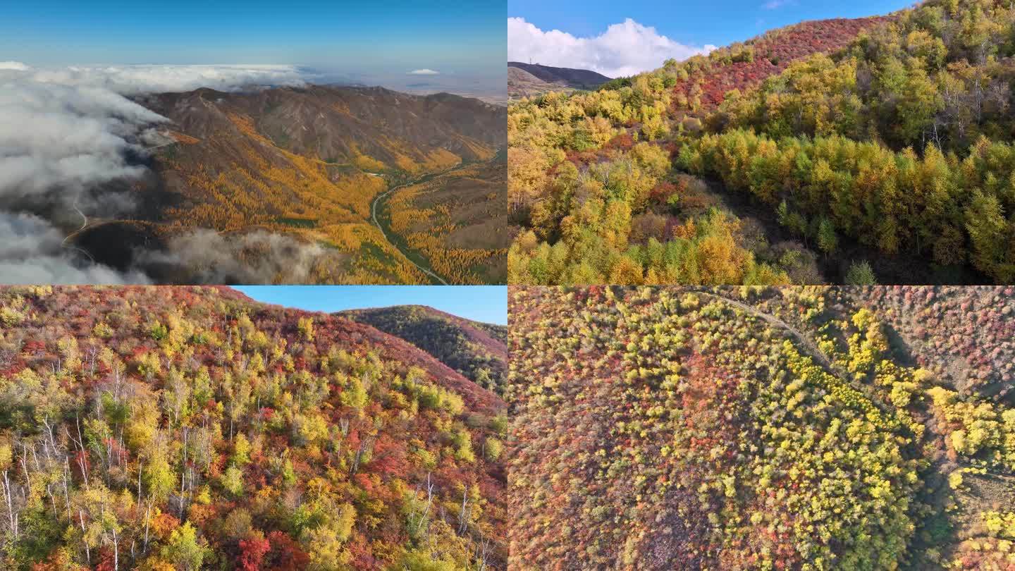 秋天大山 云海 金色秋天