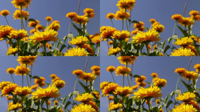 蓝色天空背景上的一丛桔黄色花朵