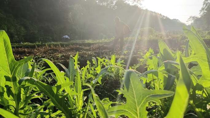 清晨阳光绿色庄稼逆光菜地种菜绿色植物土地