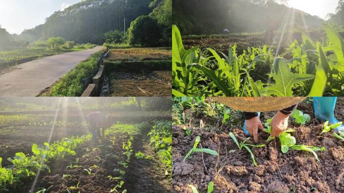 清晨阳光绿色庄稼逆光菜地种菜绿色植物土地