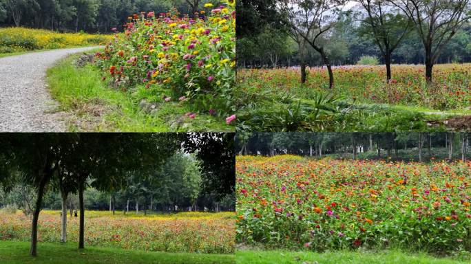 公园花海生态公园自然绿色航拍花期波斯菊