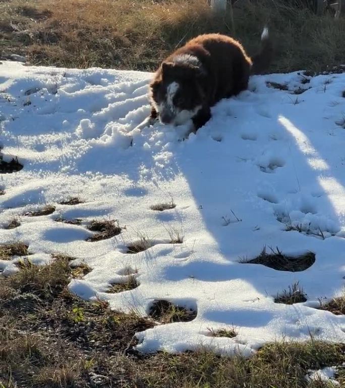 澳大利亚牧羊犬在玩雪