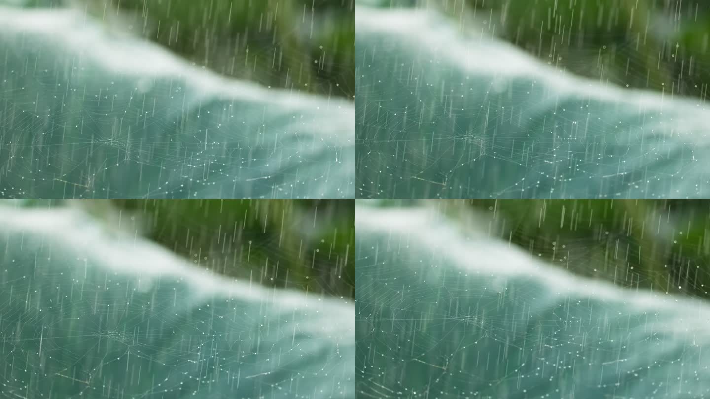 阴天下雨水滴露珠蜘蛛网特写