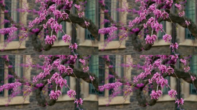 盛开的紫红色樱花树的动态视频。樱花盛开的电影视频，背景是模糊的建筑。观樱赏樱春，沁人心脾。盛开的树