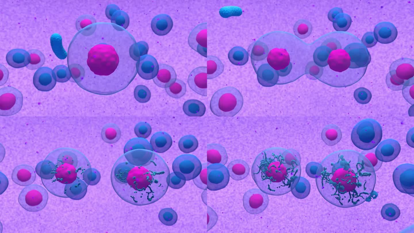 活化的b细胞分裂和释放抗体- 3d渲染动画