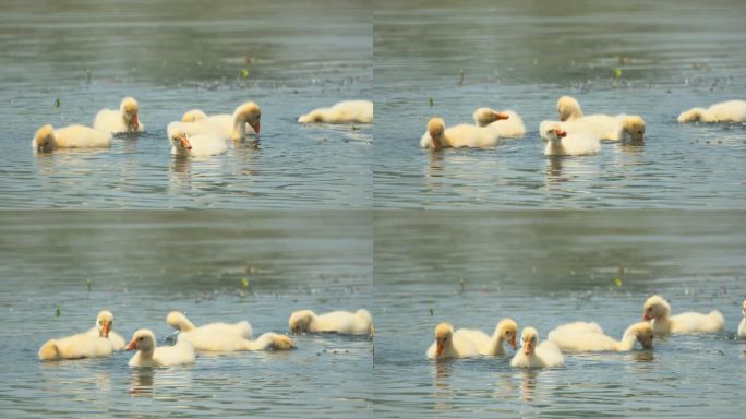 刚出生的散养小鹅苗在水里觅食
