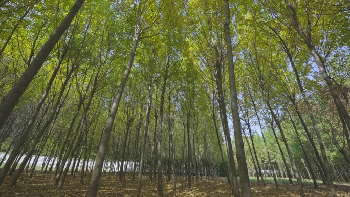 4k树林光影