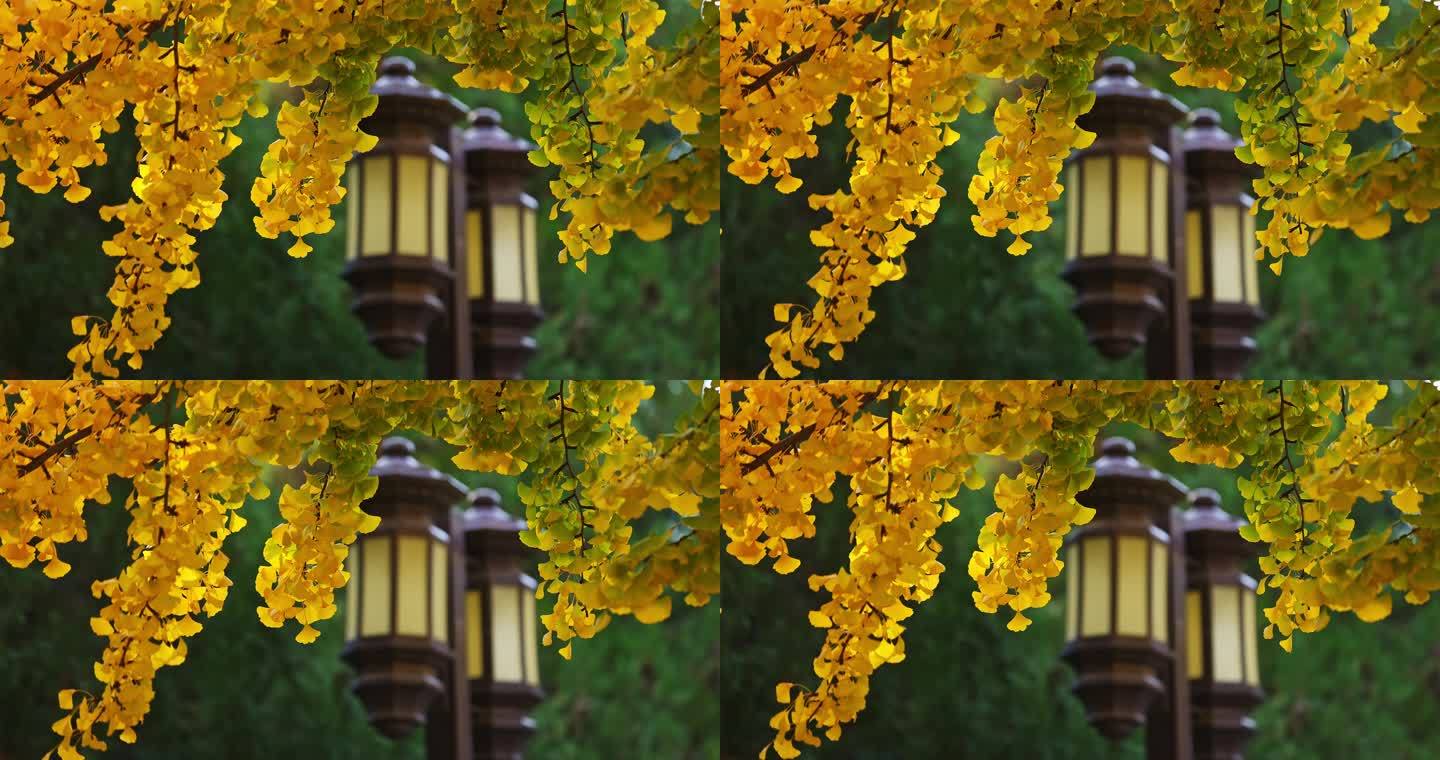 秋天金黄色的银杏叶和路灯