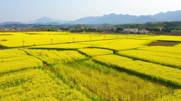 秋天 收获 水稻   丰收