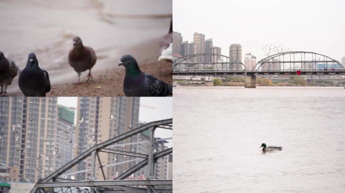 4K黄河边喂鸽子升格拍摄