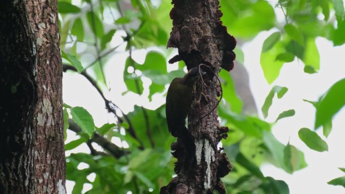 泰国雌性带纹啄木鸟Picus vittatus，从它的背部看到它试图摆脱一只老虎，树皮暴露出蛴螬和其