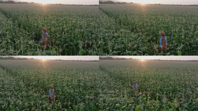 天线。身穿传统服装的非洲黑人女农民在日落时分检查大片玉米作物中的玉米