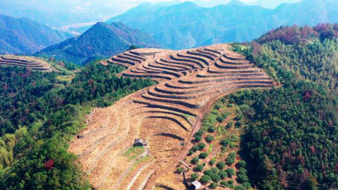 高山玉米地，高山上的玉米地