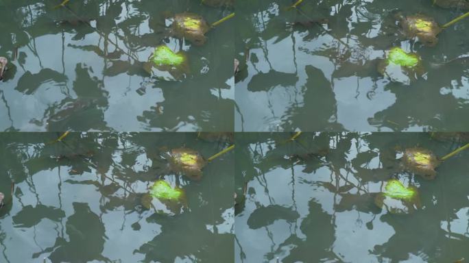 池塘里的鱼和枯莲花。特写镜头。