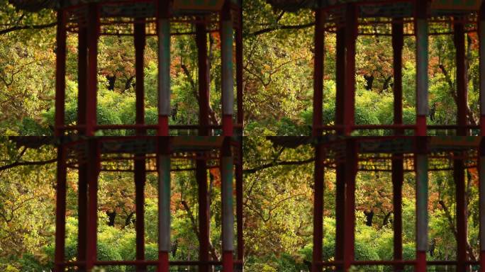 中式古建筑秋季美景