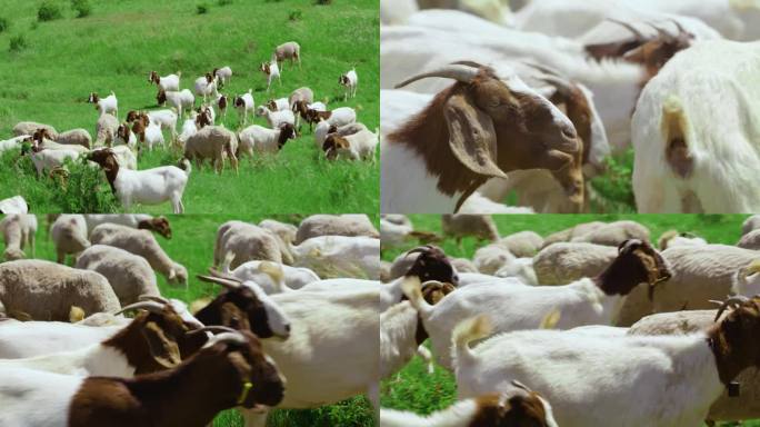 高清拍摄草原羊群
