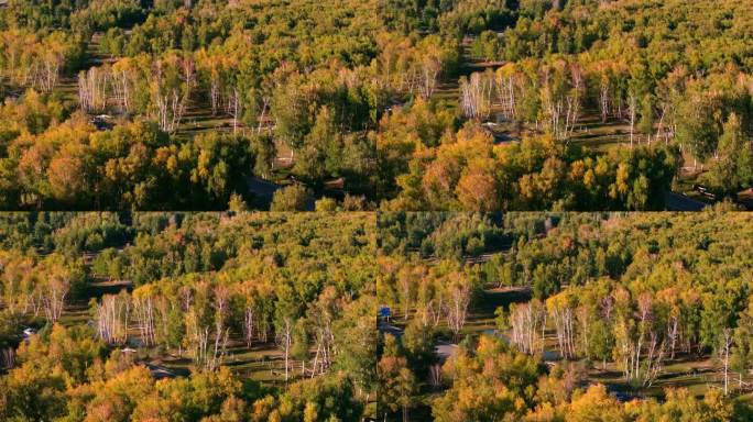 航拍秋天的树林