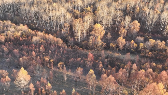 鸟瞰晚秋油画效果的森林