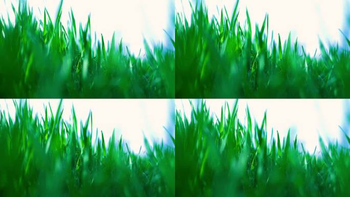 清新的绿草在风中