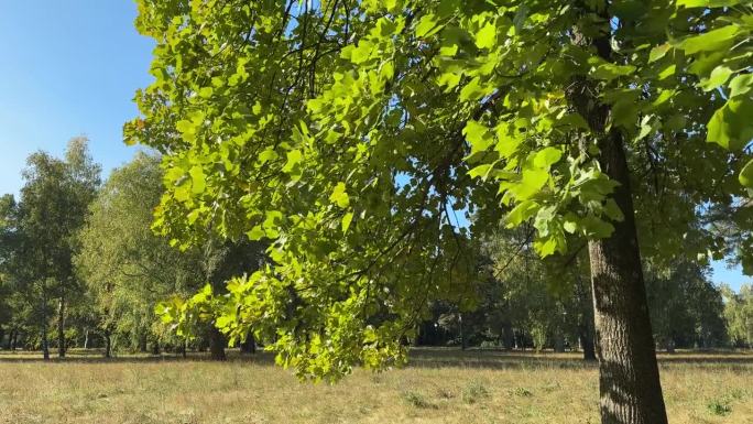 郁金香树枝上的绿叶映衬着大片的林间空地