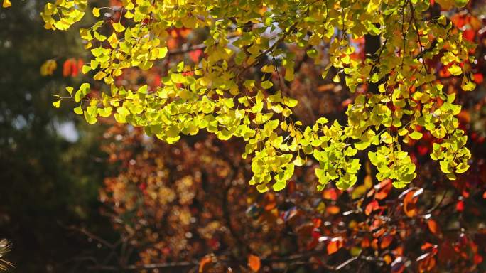 秋季美景 金黄色的树叶
