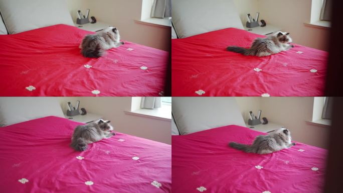 红色床单上的猫咪
