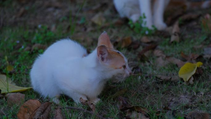 树林里的一群流浪猫