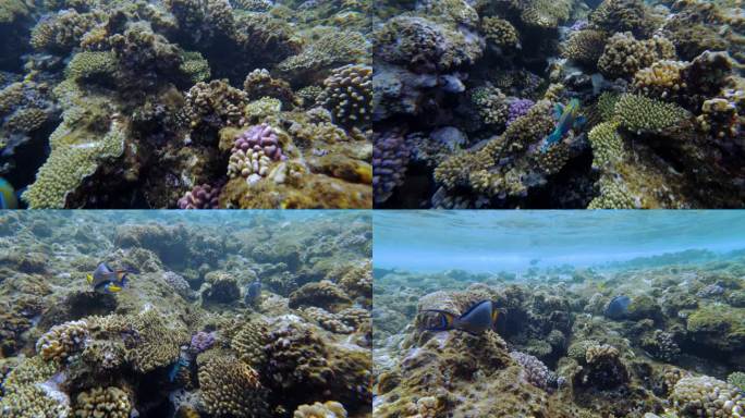 海底世界的珊瑚鱼和红海的珊瑚礁