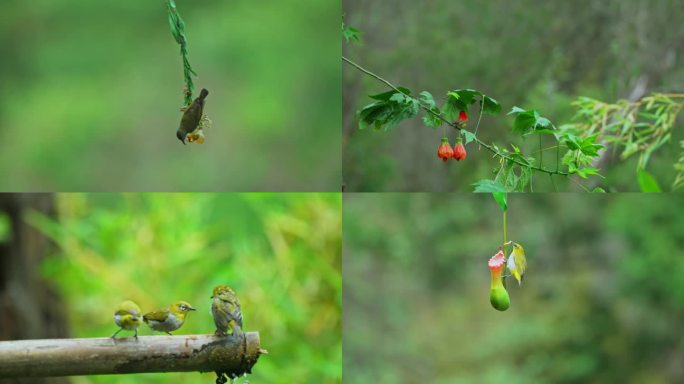 4K云南的鸟 花间玩耍 美丽小鸟