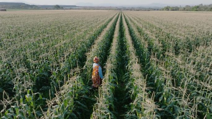 天线。平移侧视图。身穿传统服装的非洲黑人女农民走在一大片玉米地里