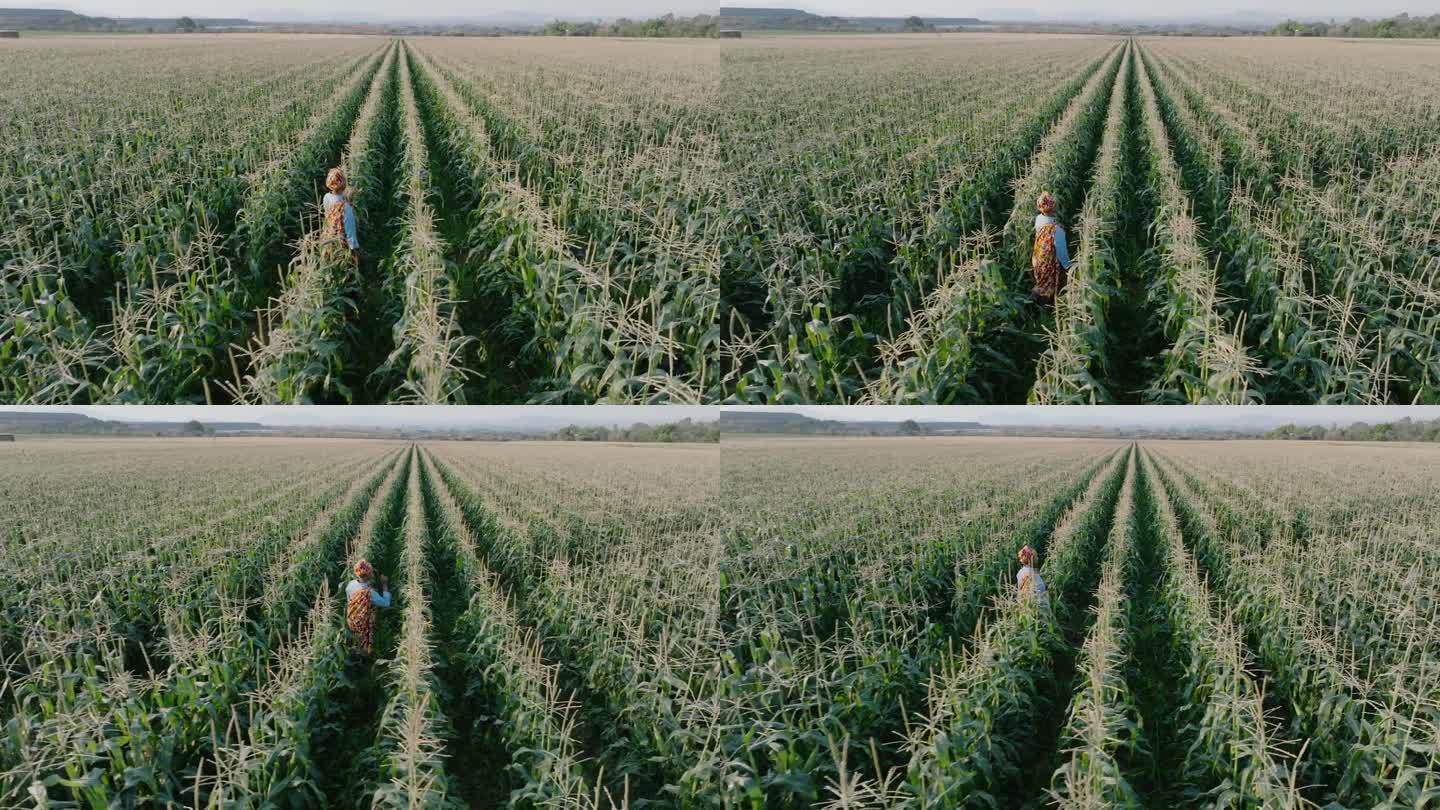 天线。平移侧视图。身穿传统服装的非洲黑人女农民走在一大片玉米地里