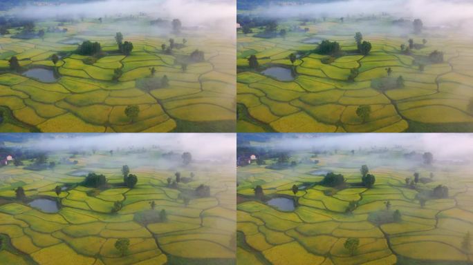 云雾下的稻田