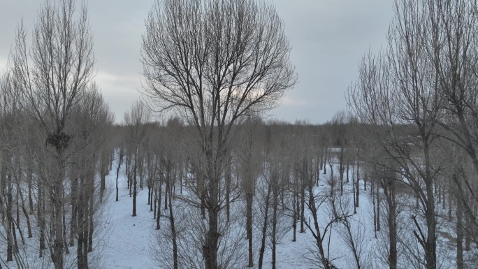 大雪覆盖下的寂静树林