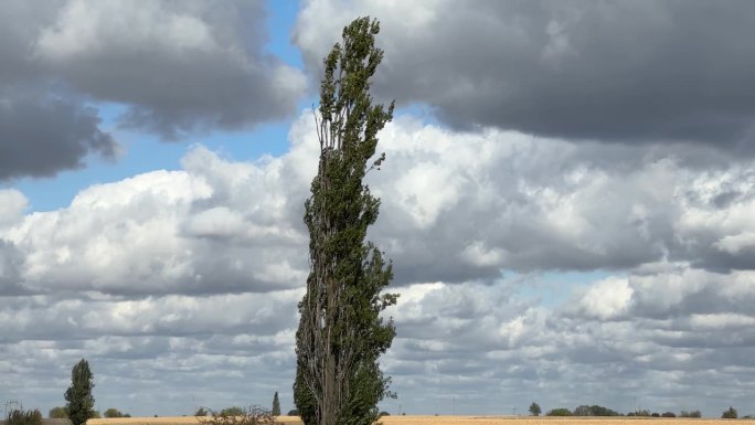 孤立的黑杨树，靠近农田中的乡村公路