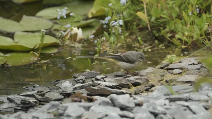 灰摇尾鸟喂食昆虫池塘慢动作