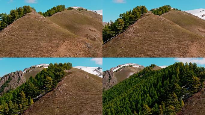 航拍高山森林