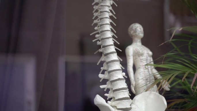 人体的脊柱。人体脊柱模型。