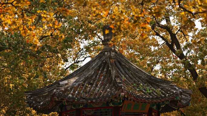中式古建筑秋季美景